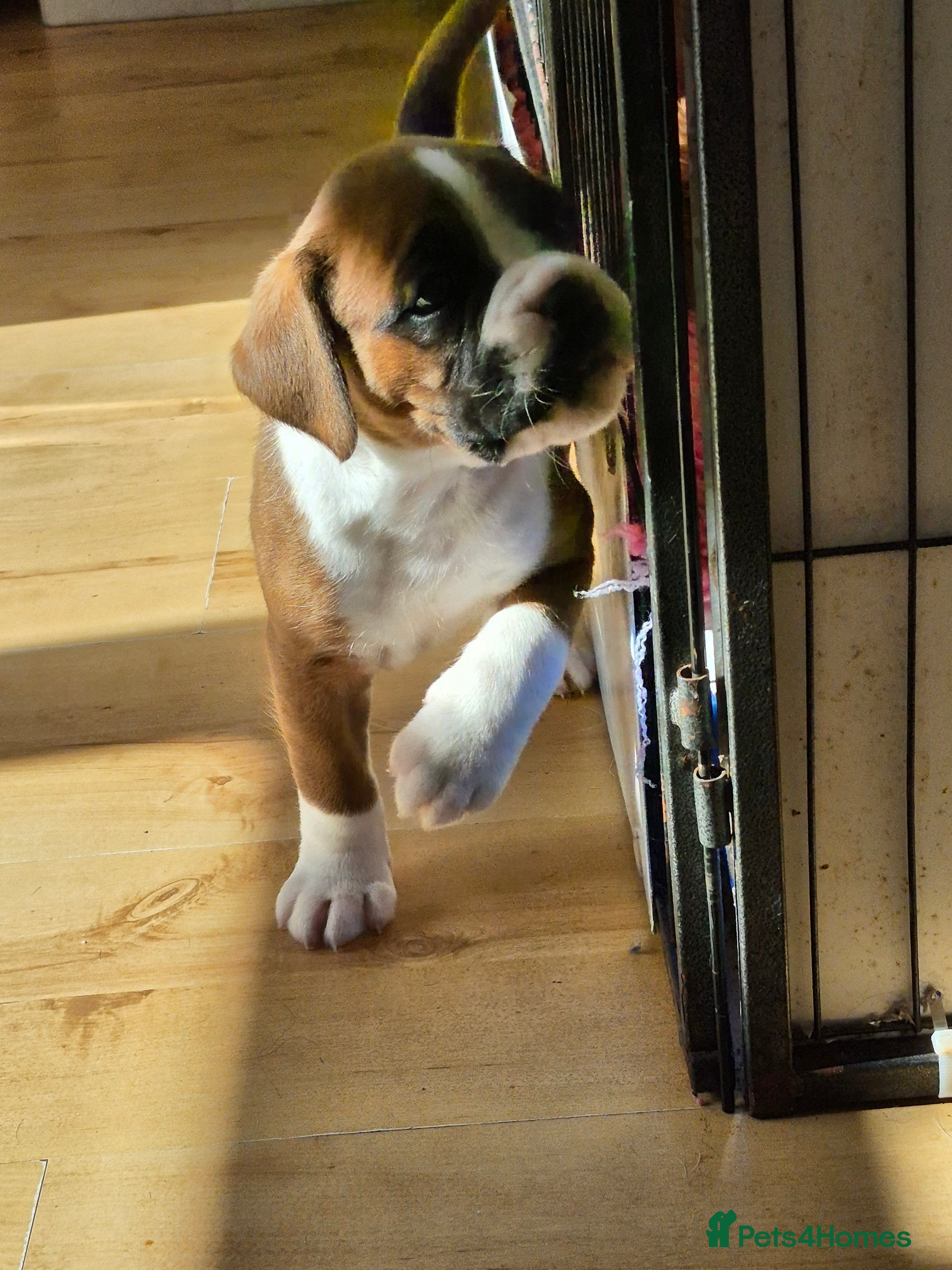 Boxer dogs Amazing boxer boy - Advert 2