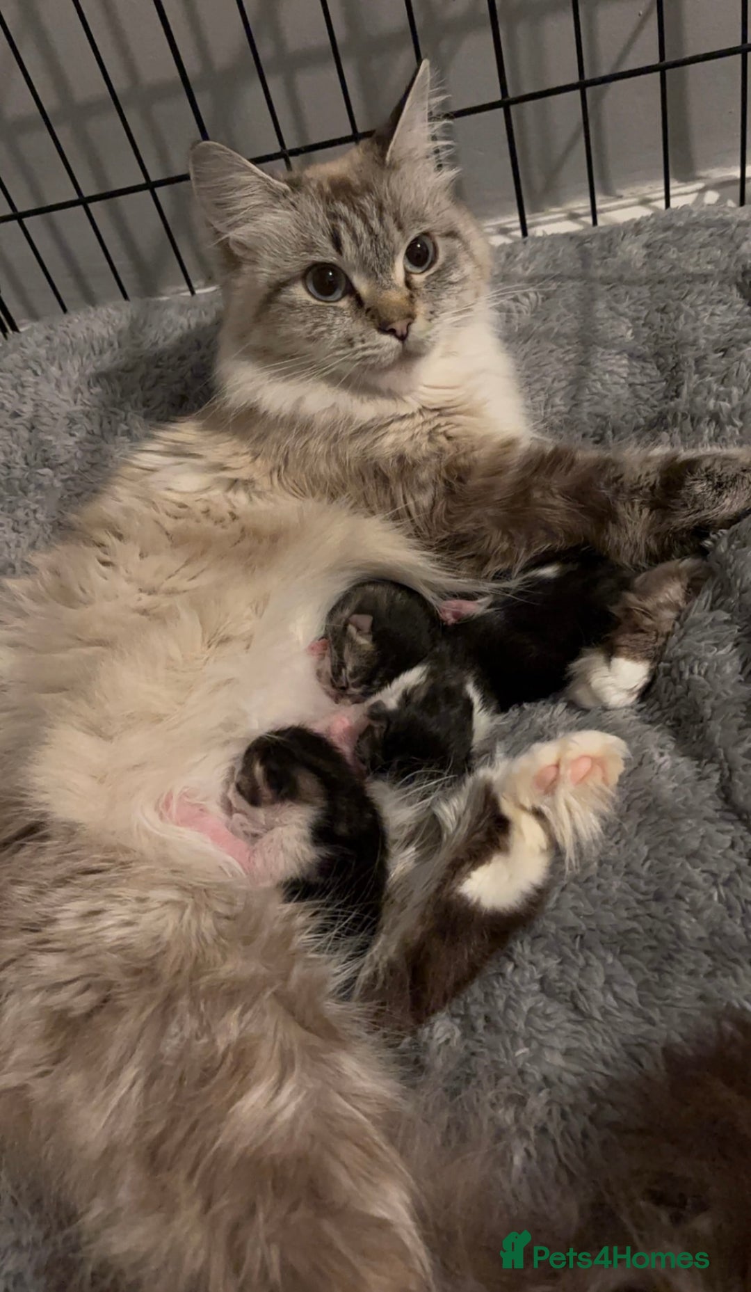 Ragdoll cats for sale: Half ragdoll male kittens for sale £150 - Advert 7