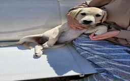 Labrador Retriever dogs for sale: Kc registered Labrador puppie ready to leave - Image 11