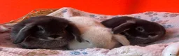 Mini Lop rabbits for sale: Adorable pure bred mini lops - Advert 9