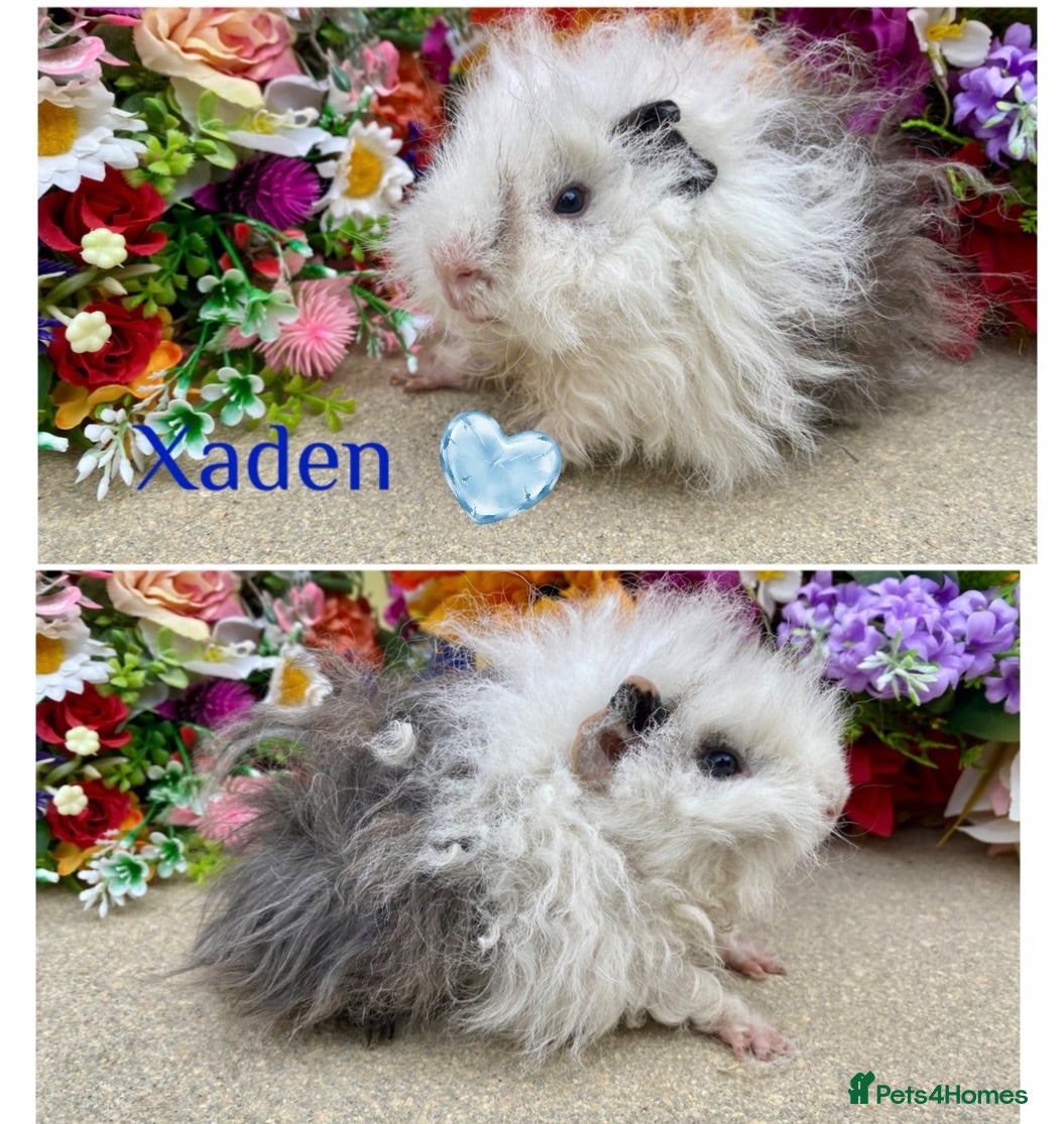 Guinea Pig rodents Pedigree Lunkarya Cali Guinea pigs ready now  - Advert 1