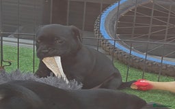 Staffordshire Bull Terrier dogs for sale: Kc registered Staffords  - Image 6