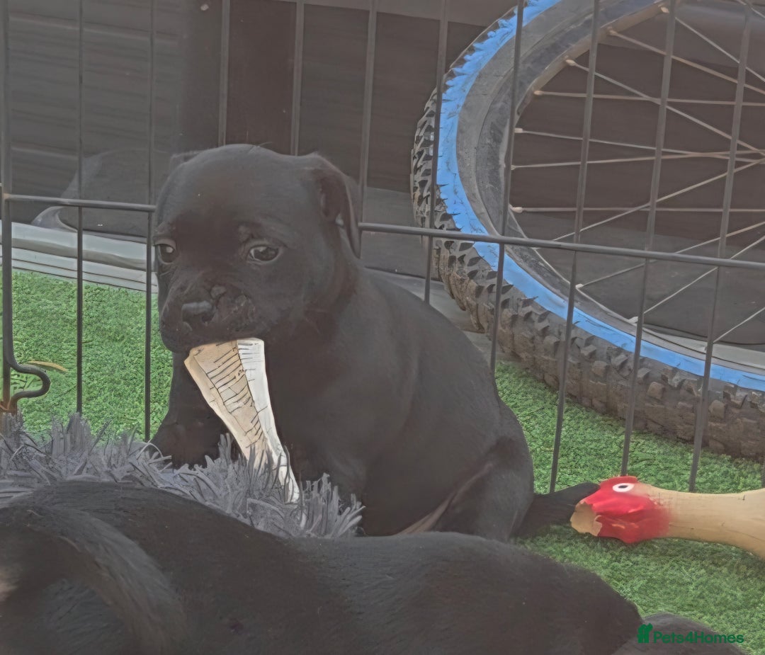 Staffordshire Bull Terrier dogs for sale: Kc registered Staffords  - Image 6