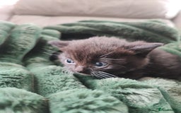 Devon Rex cats for sale: Munchkin x Devon rex  - Image 10