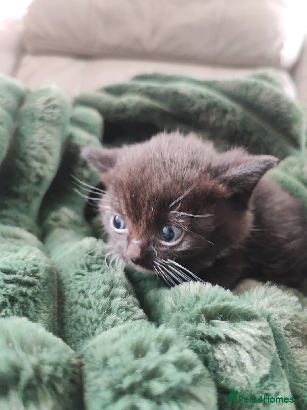 Devon Rex cats for sale: Munchkin x Devon rex  - Image 10