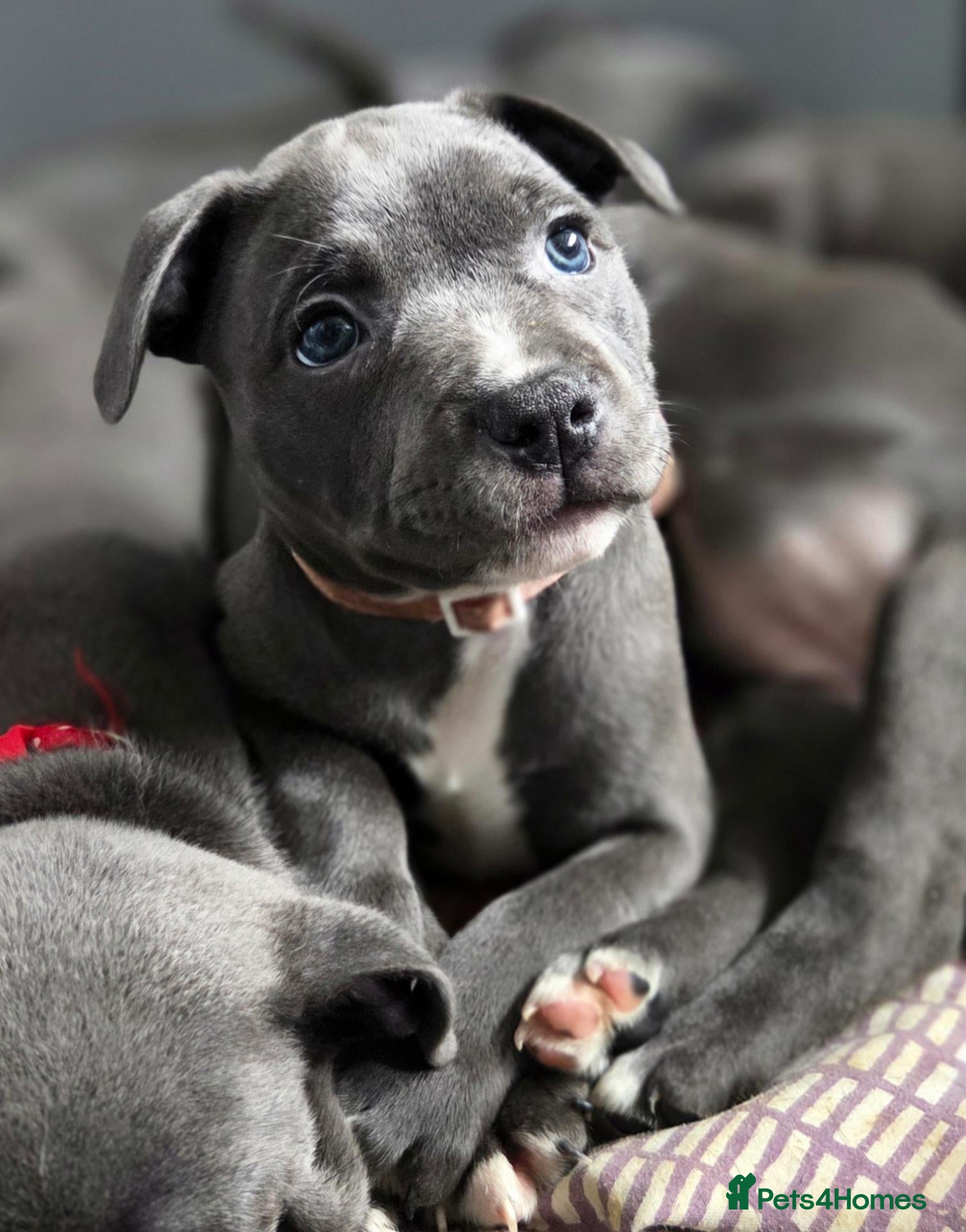 Staffordshire Bull Terrier dogs KC Blue Staffordshire Bull Terrier Puppies - Advert 4