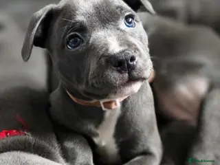 Staffordshire Bull Terrier dogs KC Blue Staffordshire Bull Terrier Puppies - Advert 4