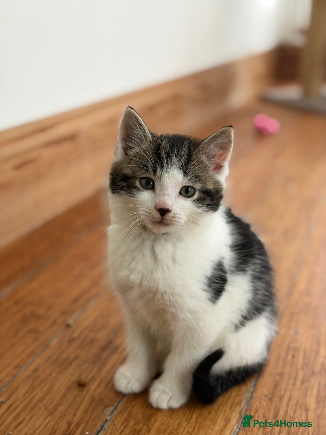 Mixed Breed cats for sale: Kittens for sale  - Advert 4