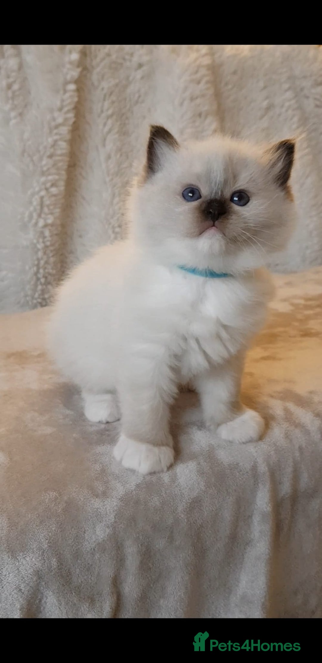 Ragdoll cats for sale: Exceptional Bloodlines Ragdoll kittens  - Advert 8