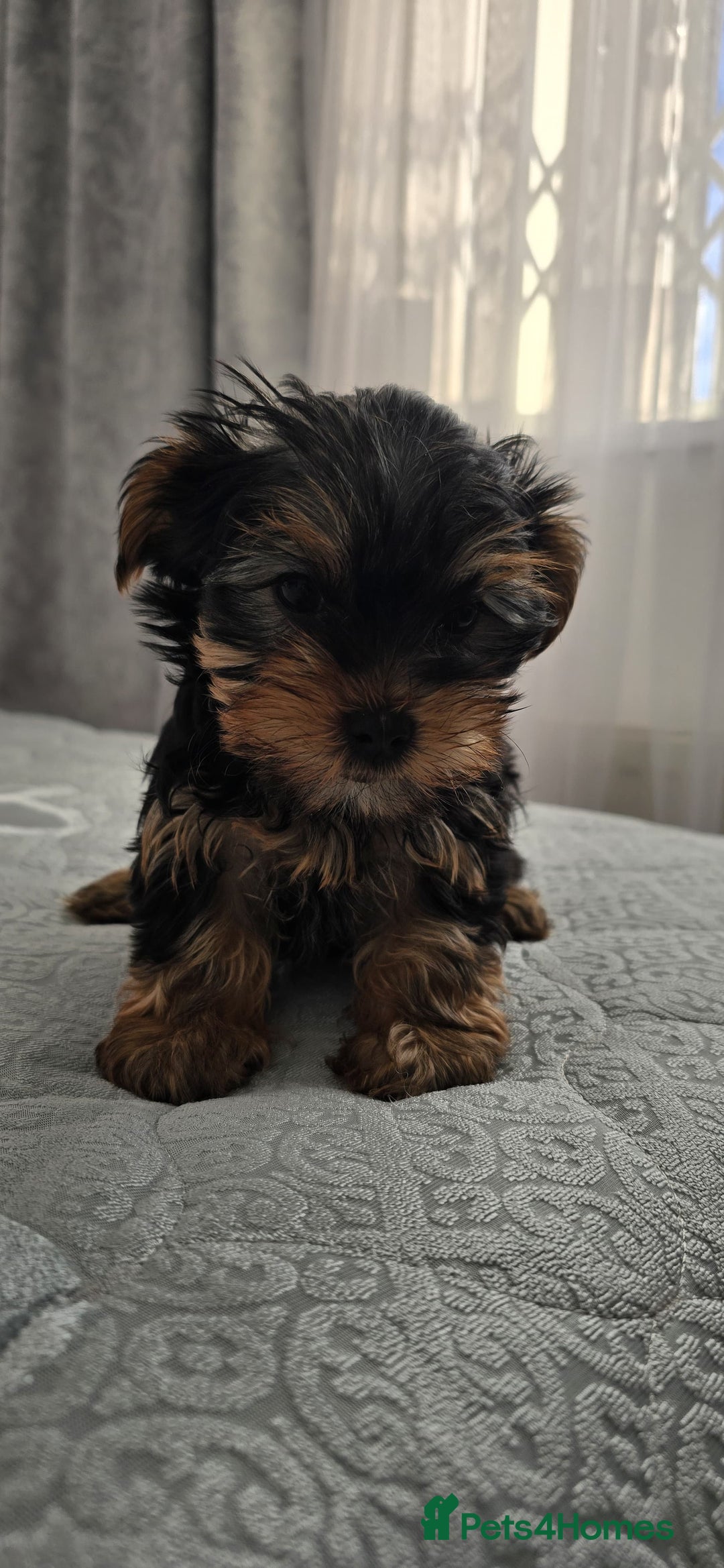 Yorkshire Terrier dogs for sale: Adorable Yorkie Puppies Ready 4 Their Forever Home - Advert 2