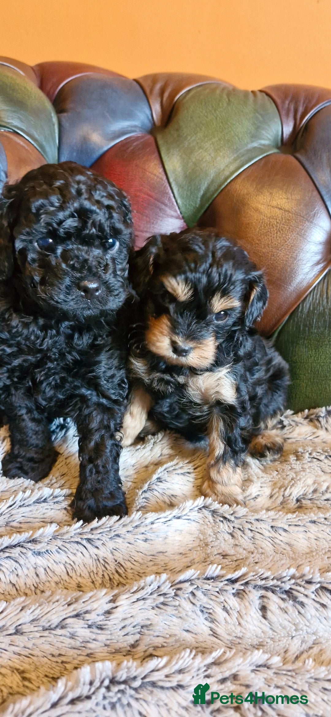 Cavapoo dogs for sale: Gorgeous f1b Cavapoo pups - Advert 13