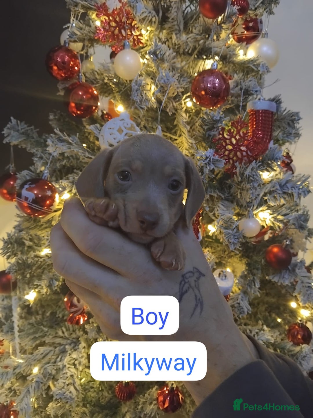 Dachshund dogs for sale: Last 6 stunning boys left. - Advert 11
