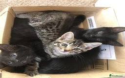Mixed Breed cats for sale: 5 beautiful kittens looking for their forever home - Image 9