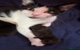 Domestic Shorthair cats for sale: 2 beautiful kittens for sale.  - Image 1