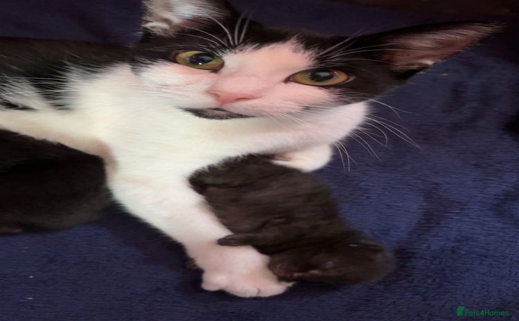 Domestic Shorthair cats - Advert 1