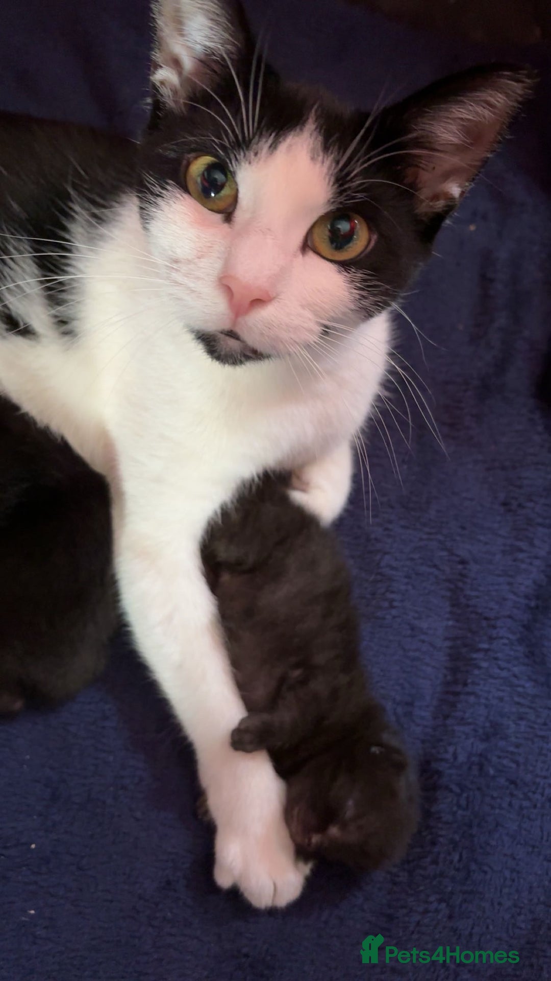 Domestic Shorthair cats for sale: 2 beautiful kittens for sale.  - Image 1