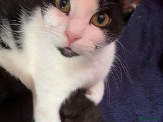 Domestic Shorthair cats - Advert 2