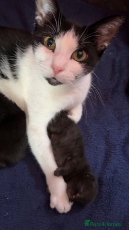 Domestic Shorthair cats - Advert 1