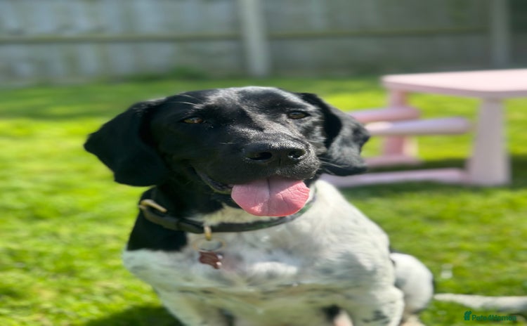 Mixed Breed dogs Sprockerdor puppies for sale  - Advert 15