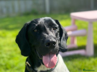 Mixed Breed dogs for sale: Sprockerdor puppies for sale - Advert 1