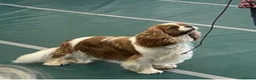 Cavalier King Charles Spaniel dogs for sale: CKCS. CC/DE, EF, PRA & BVA clear. Green Doppler  - Advert 12