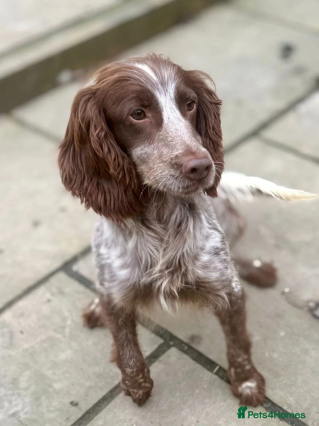 Cockapoo dogs for sale: Healthy & Happy Cockapoos ✨ - Advert 2