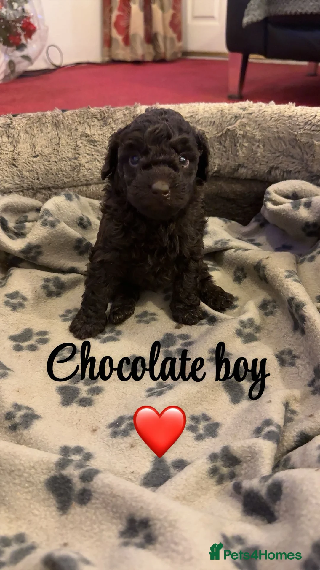 Toy Poodle dogs for sale: Stunning show type toy poodles  in Washington - Advert 3