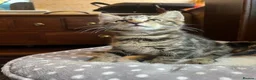 Mixed Breed cats for sale: Beautiful kittens are looking for a loving family. - Advert 11