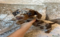 Dachshund dogs for sale: Dachshund puppies  - Image 13