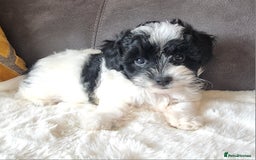 Shihpoo dogs for sale: Adorable little Shihpoo's, sold fully vaccinated - Image 19