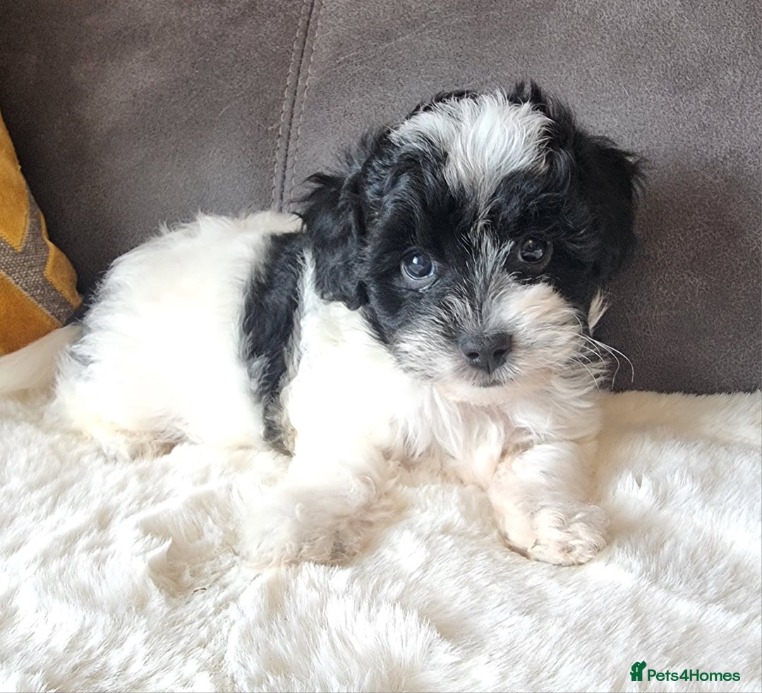 Shihpoo dogs for sale: Adorable little Shihpoo's, sold fully vaccinated - Image 19