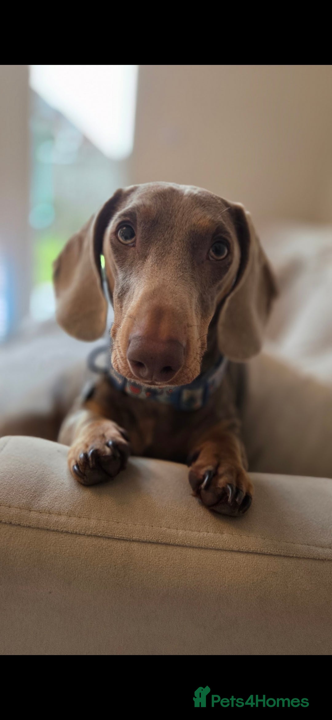 Dachshund dogs Dacshund to stud - Advert 2