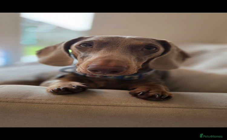 Dachshund dogs - Advert 16