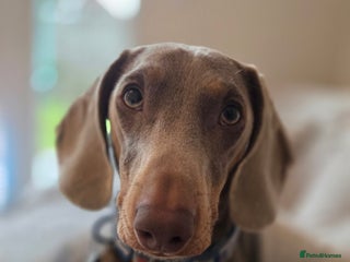 Dachshund dogs - Advert 2