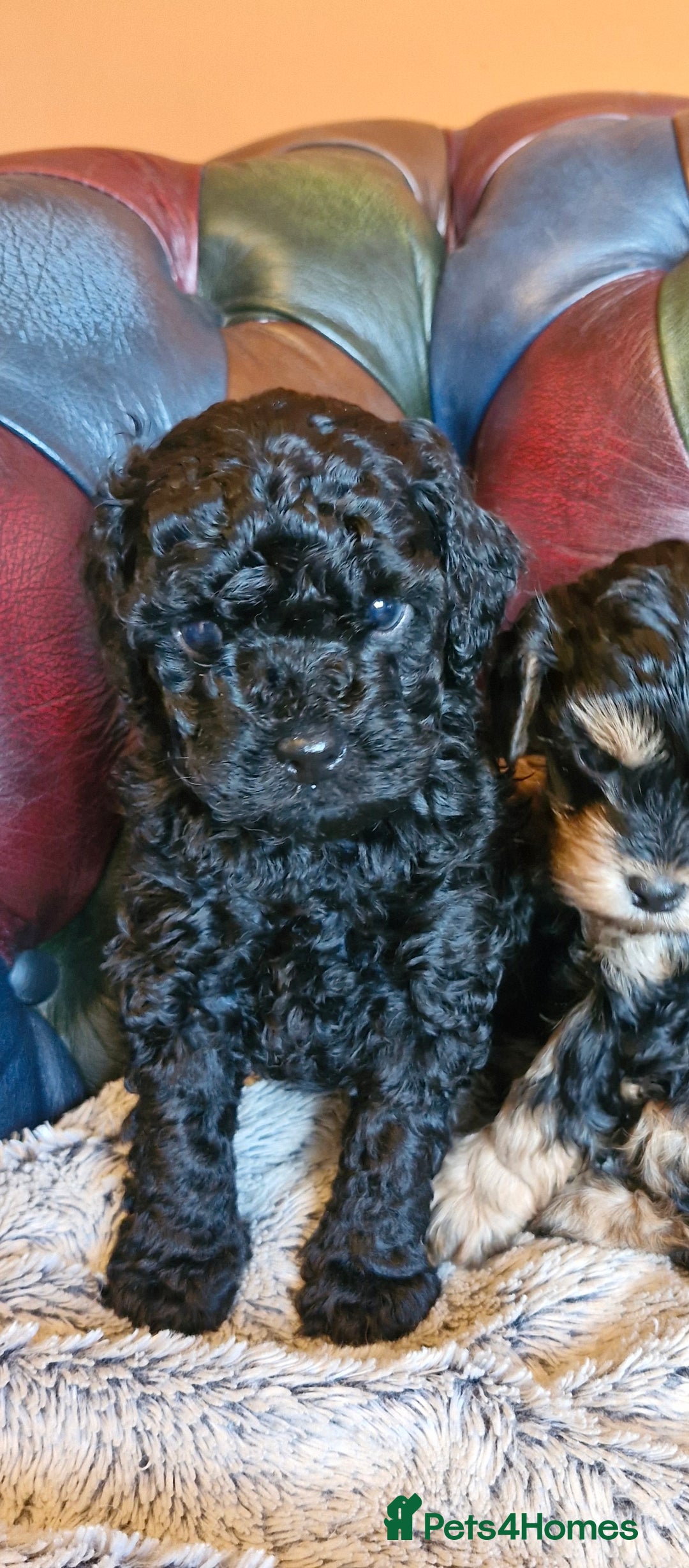 Cavapoo dogs for sale: Gorgeous f1b Cavapoo pups - Advert 7