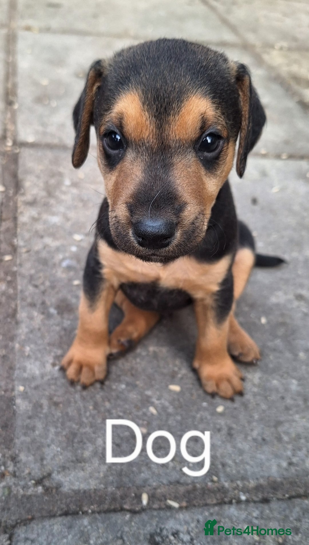 Mixed Breed dogs for sale: Pups for sale - Image 3