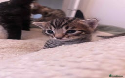 Bengal cats for sale: 5 bengal x Mainecoon kittens for sale - Image 6