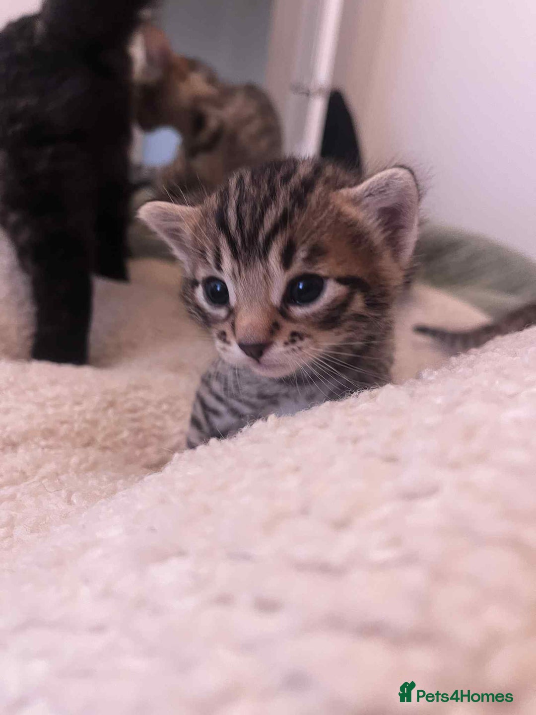 Bengal cats for sale: 5 bengal x Mainecoon kittens for sale - Image 6