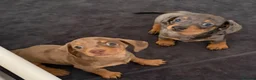 Miniature Dachshund dogs for sale: 2 Girls Left - KC stunning Miniature Dachshunds 🩷 - Advert 10