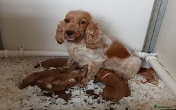 Cockapoo dogs for sale: Show Type Cockapoo Male. - Image 8