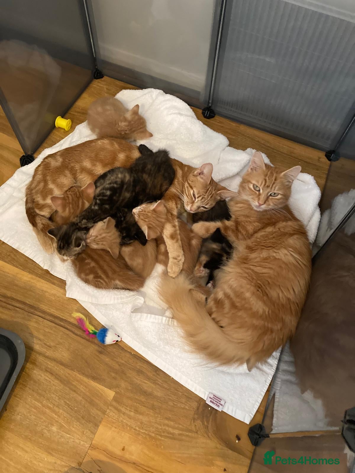 British Shorthair cats adoreable kittens - Advert 12