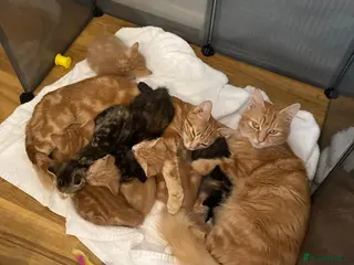 British Shorthair cats adoreable kittens - Advert 10