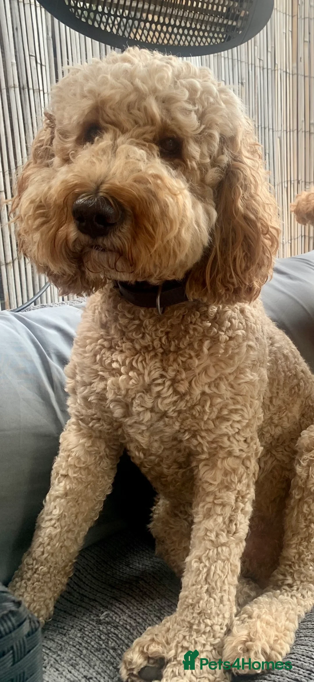 Labradoodle dogs for stud: Proven Extensive DNA health checked Stud in Warrington - Advert 20