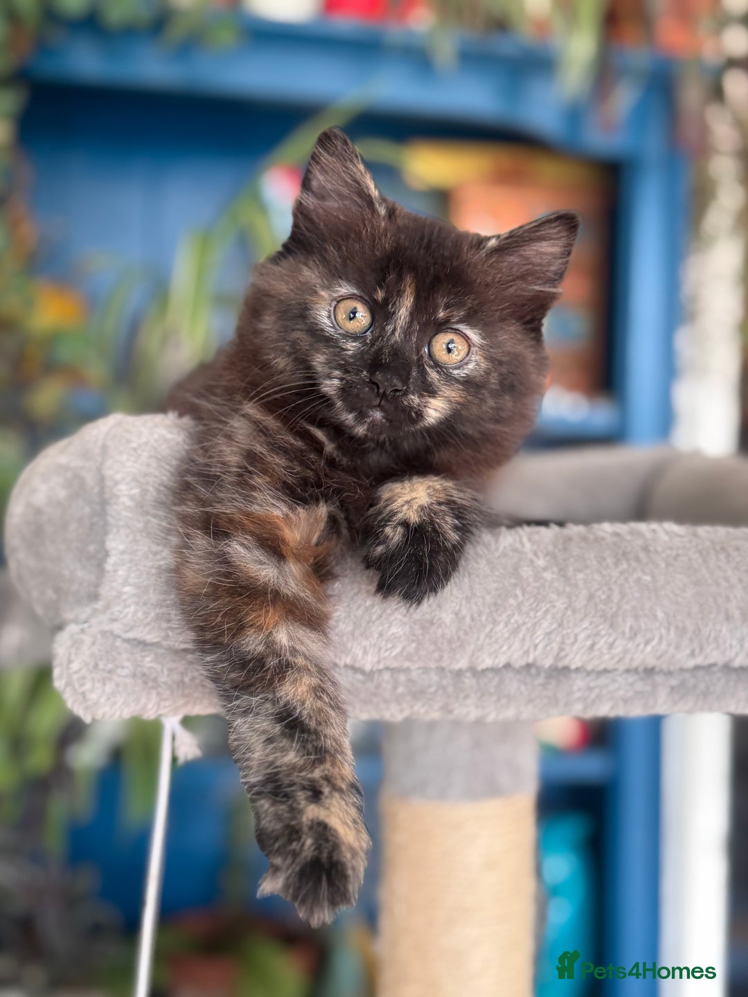 Mixed Breed cats for sale: Ragdoll and Maine Coon crossed  - Image 16