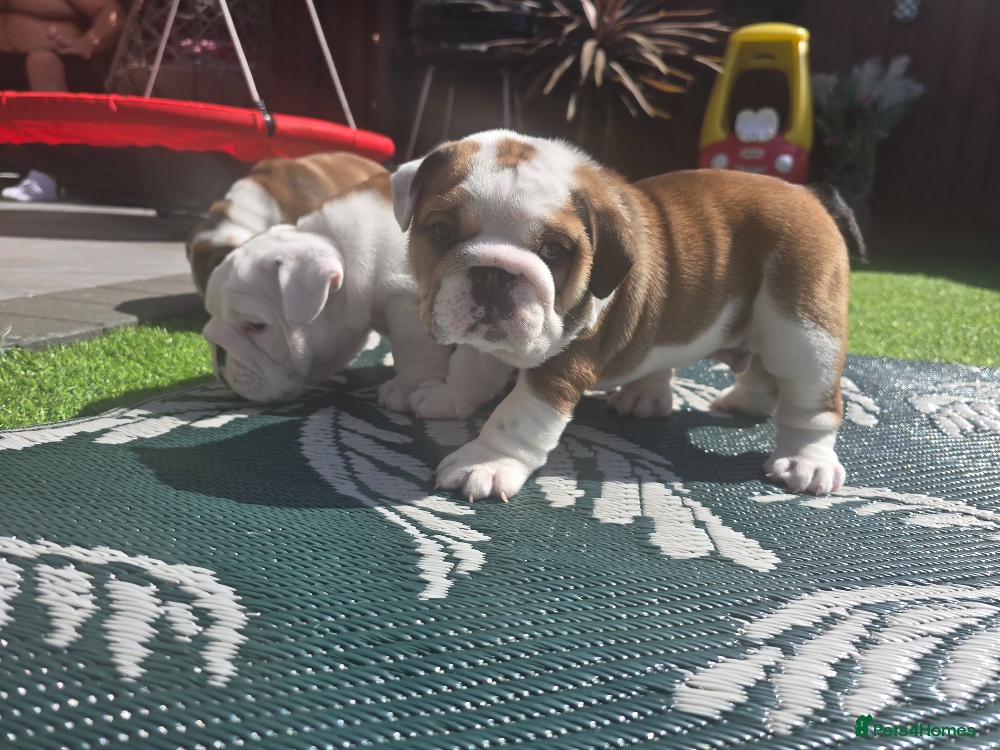 English Bulldog dogs 2🐶KC❗️registered English bulldog puppies✨️🔥 - Advert 15