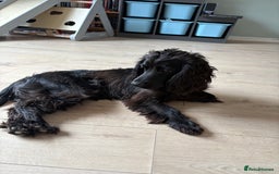 Mixed Breed dogs for sale: Sprocker pup  - Image 1