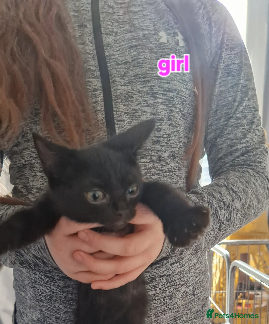 Mixed Breed cats for sale: Beautiful kittens ready for forever home - Advert 2