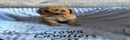 Cavapoo dogs for sale: F1 RED CAVAPOOS HEALTH TESTED KC PARENTS LICENSED  - Advert 24