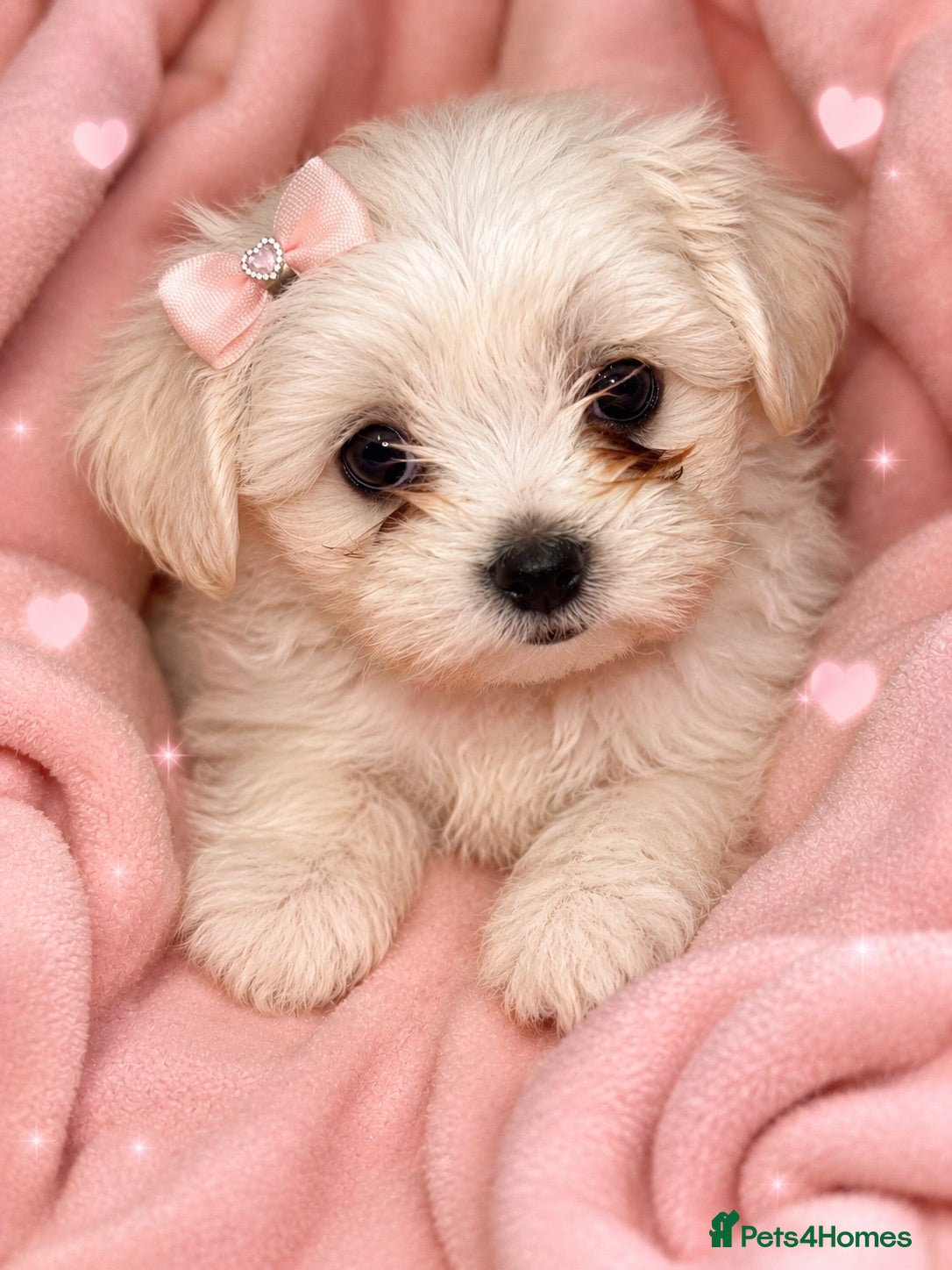 Bichon Frise dogs Beautiful Puppy  - Advert 1