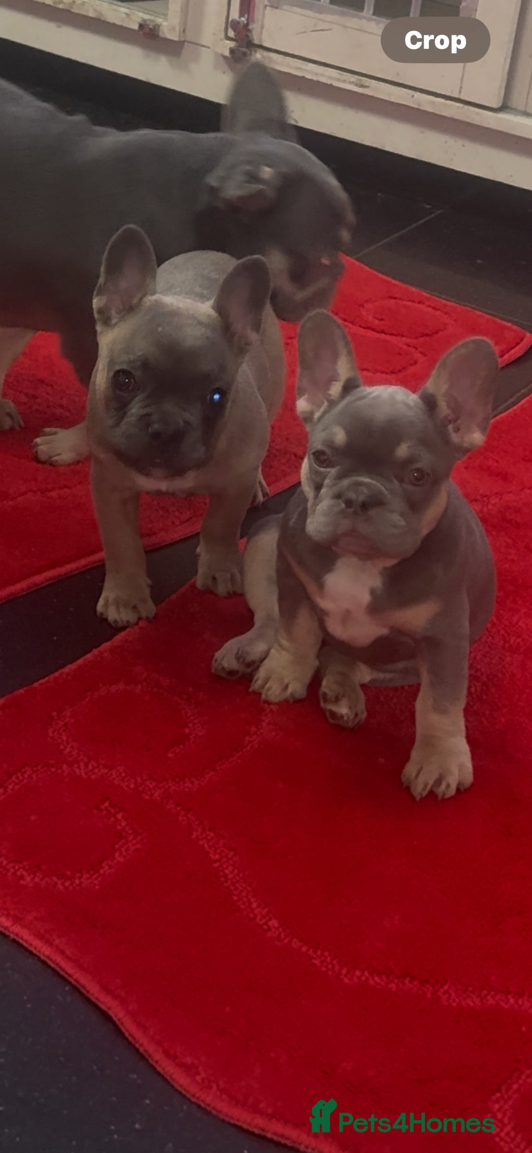 French Bulldog dogs for sale: Last girl left  - Advert 35